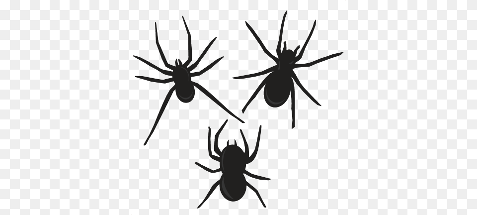 Halloween Spiders Pictures Download Clip Art, Animal, Invertebrate, Spider, Insect Free Transparent Png