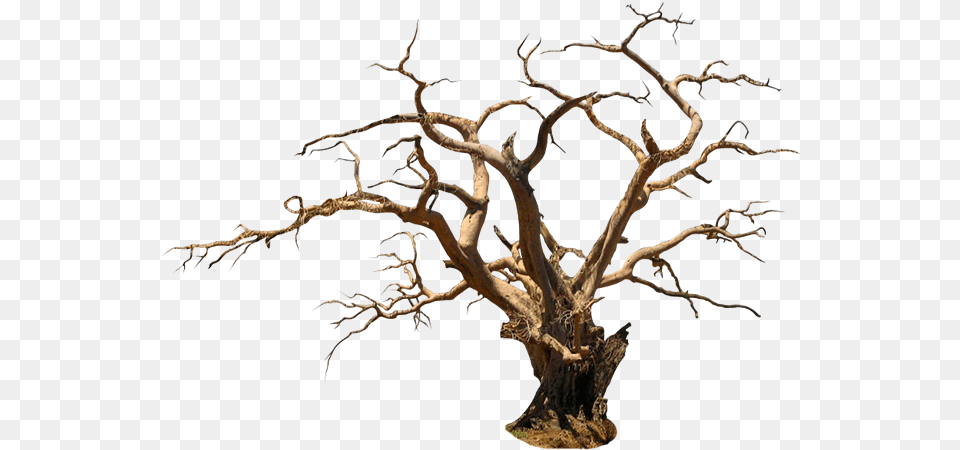 Halloween Trees Picture Wood, Plant, Tree, Tree Trunk Free Png