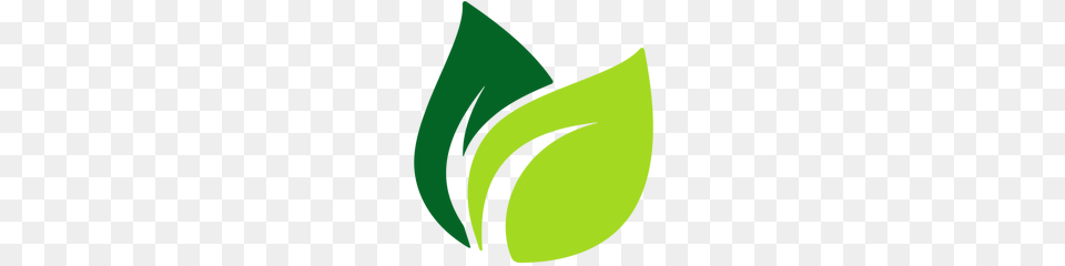 Halmira Single Origin Assam Green Tea Leaves Buy Tea Online Free Png