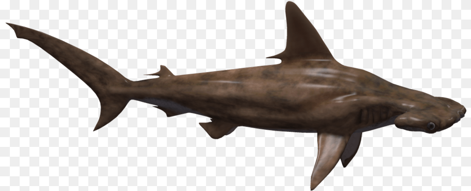 Hammerhead Shark, Animal, Fish, Sea Life Free Transparent Png