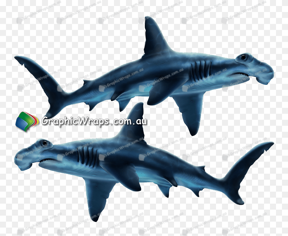 Hammerhead Shark, Animal, Fish, Sea Life Free Png Download