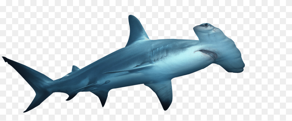 Hammerhead Shark, Animal, Fish, Sea Life Png Image