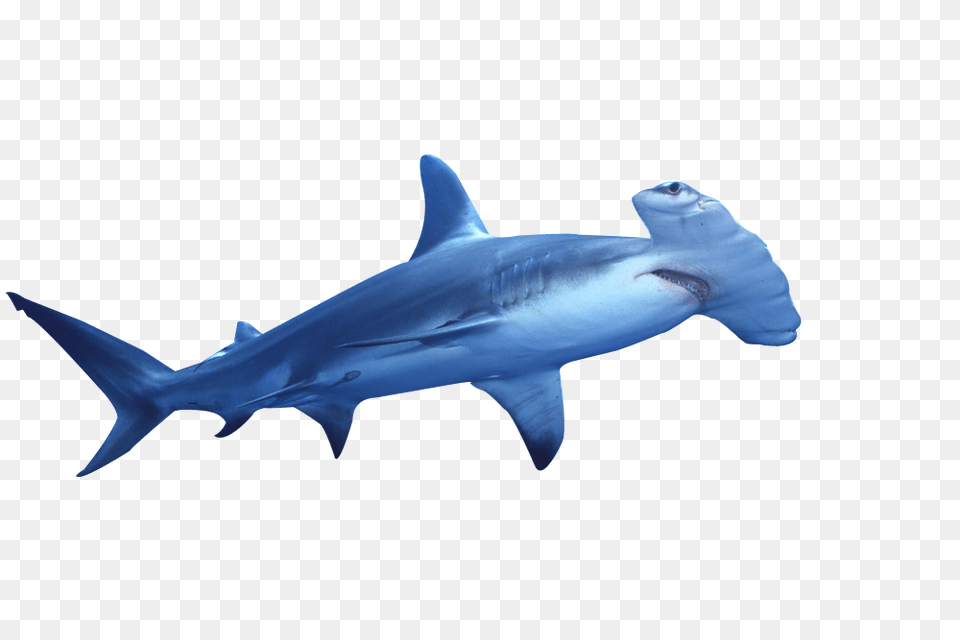 Hammerhead Shark Clip Art Sea Animals Clip Art, Animal, Fish, Sea Life Png
