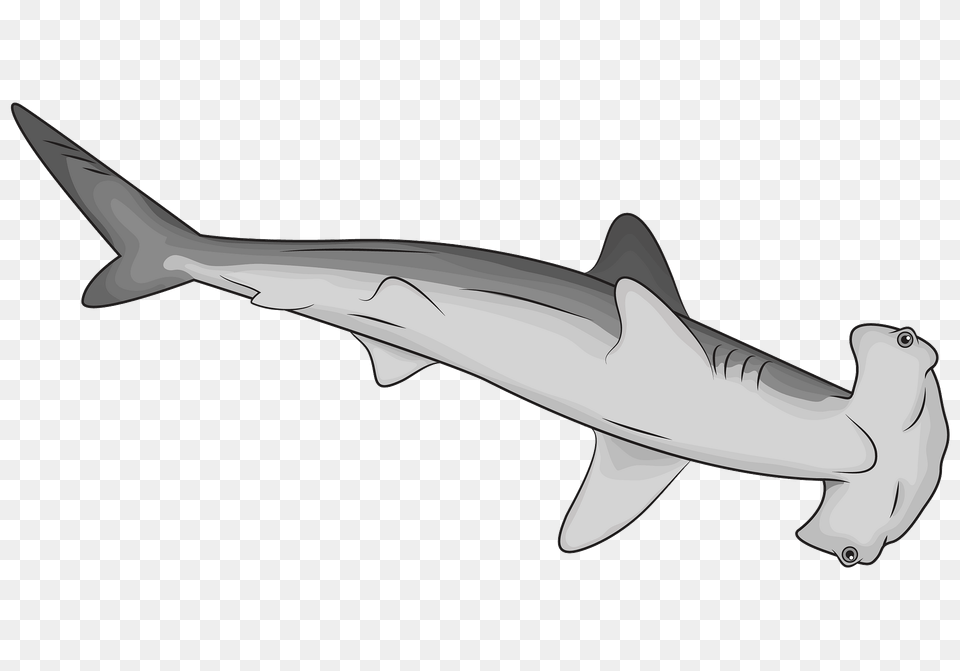 Hammerhead Shark Clipart, Animal, Fish, Sea Life Png Image