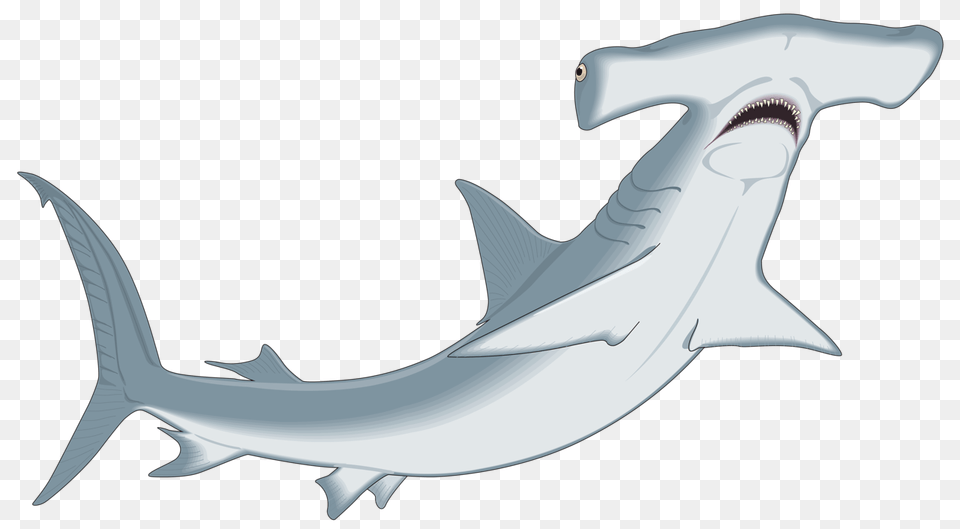 Hammerhead Shark Clipart Clip Art, Animal, Fish, Sea Life Free Png Download