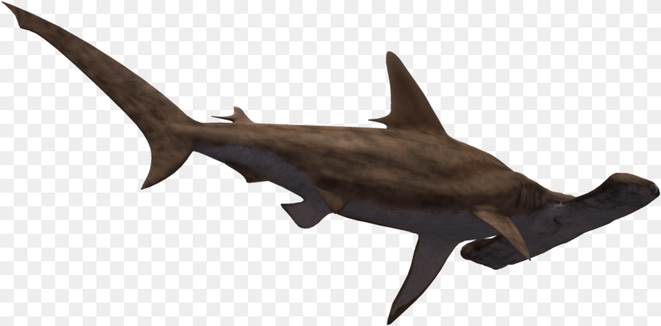 Hammerhead Shark Clipart Realistic Hammerhead Shark No Background, Animal, Fish, Sea Life Free Png