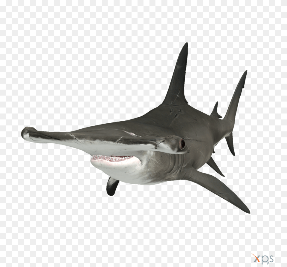 Hammerhead Shark Hd Transparent Hammerhead Shark Hd Images, Animal, Sea Life, Fish Png Image