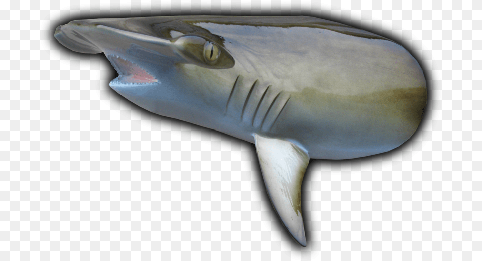 Hammerhead Shark Head Mount Cut From Hammerhead Gills, Animal, Sea Life, Fish Free Png