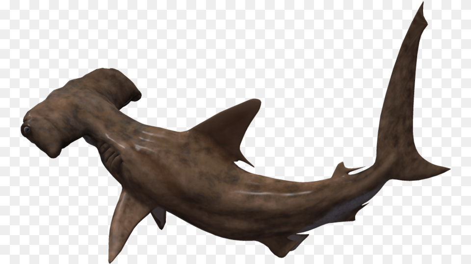 Hammerhead Shark No Background Download Bronze Hammerhead Shark, Animal, Fish, Sea Life Free Png