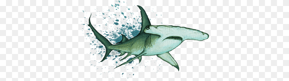 Hammerhead Shark Painting, Animal, Sea Life, Fish Png