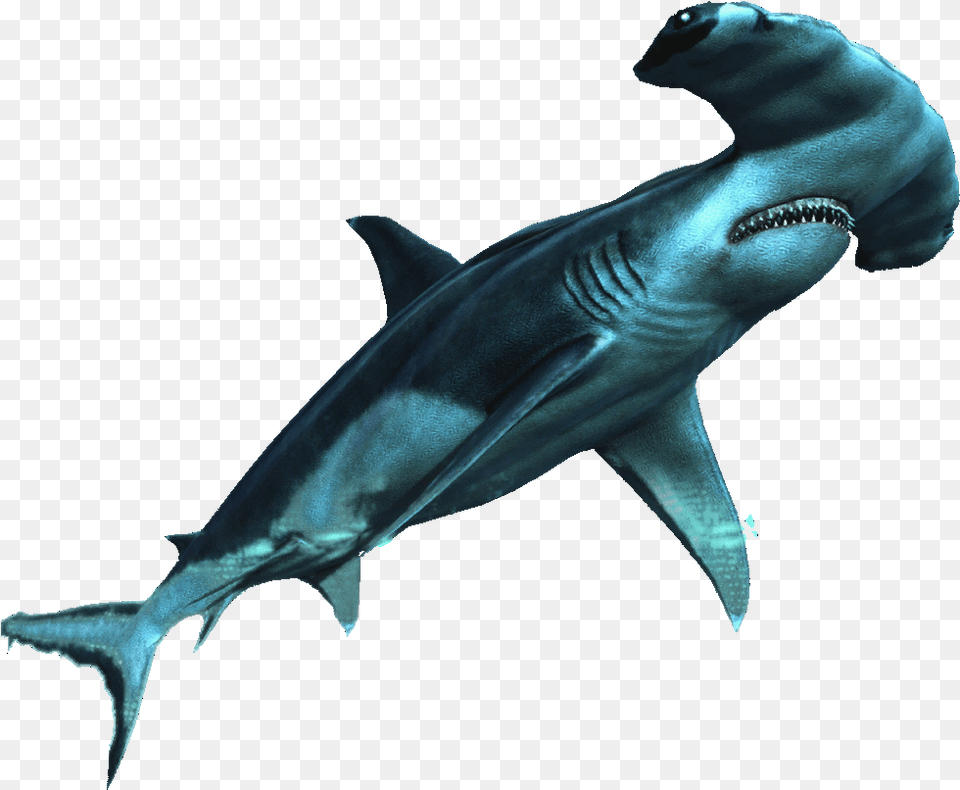 Hammerhead Shark Requin, Animal, Fish, Sea Life Free Png