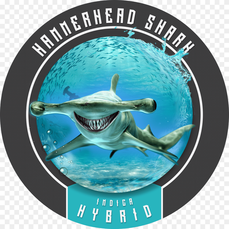 Hammerhead Shark Will Make You Feel Like Chum In The, Accessories, Glasses Free Transparent Png