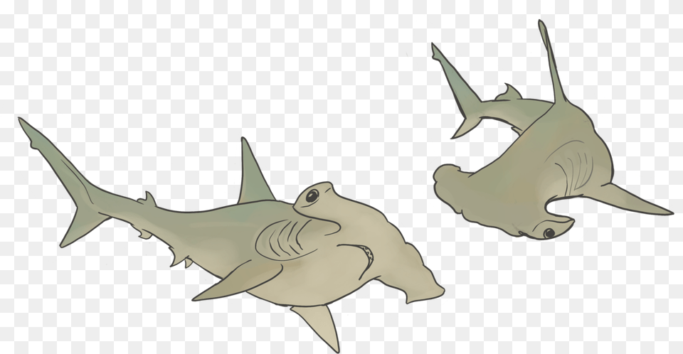 Hammerhead Sharks Cartoon, Animal, Fish, Sea Life, Shark Free Transparent Png