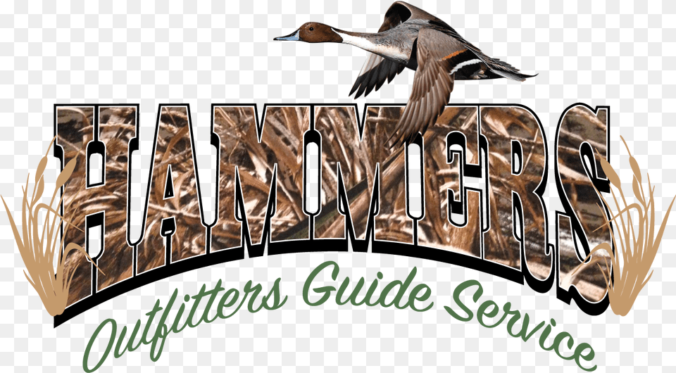 Hammers Outfitters Guide Service Pintail, Animal, Bird, Waterfowl, Duck Free Transparent Png