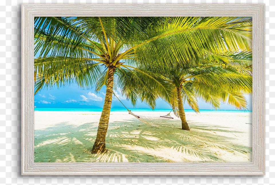 Hammock, Plant, Tropical, Tree, Nature Free Png