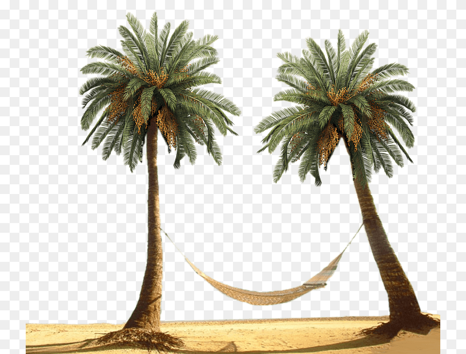 Hammock Between Palm Trees, Furniture, Palm Tree, Plant, Tree Png