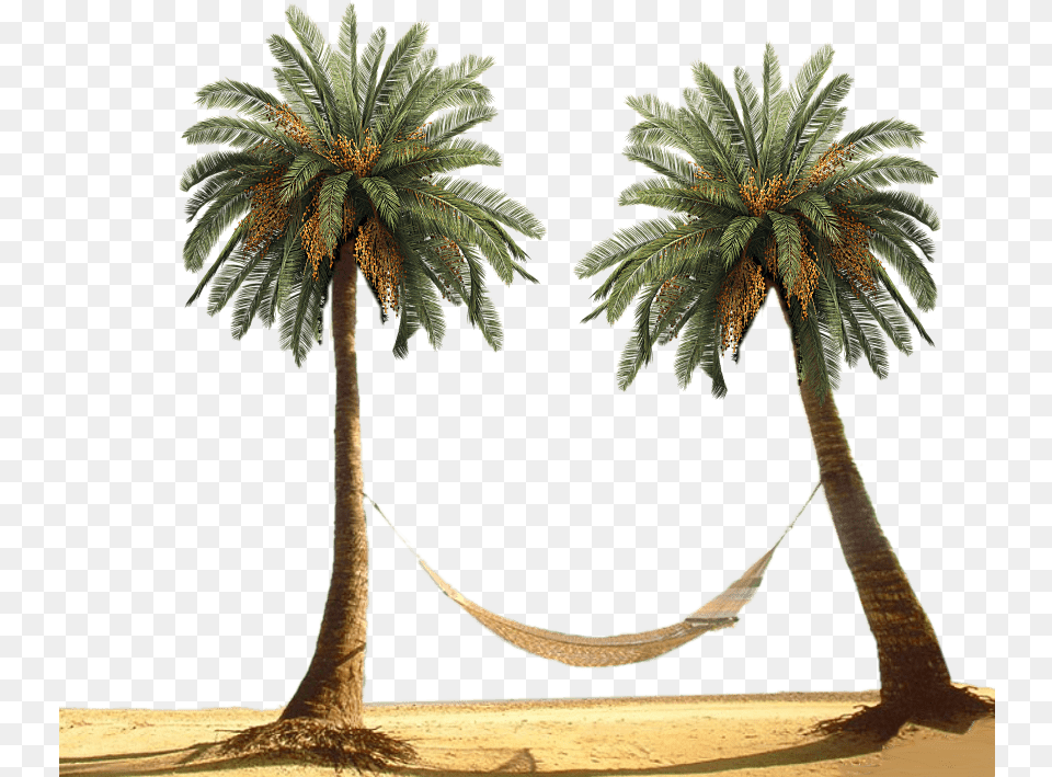 Hammock Between Palm Trees Palm Tree Background, Furniture, Palm Tree, Plant Png