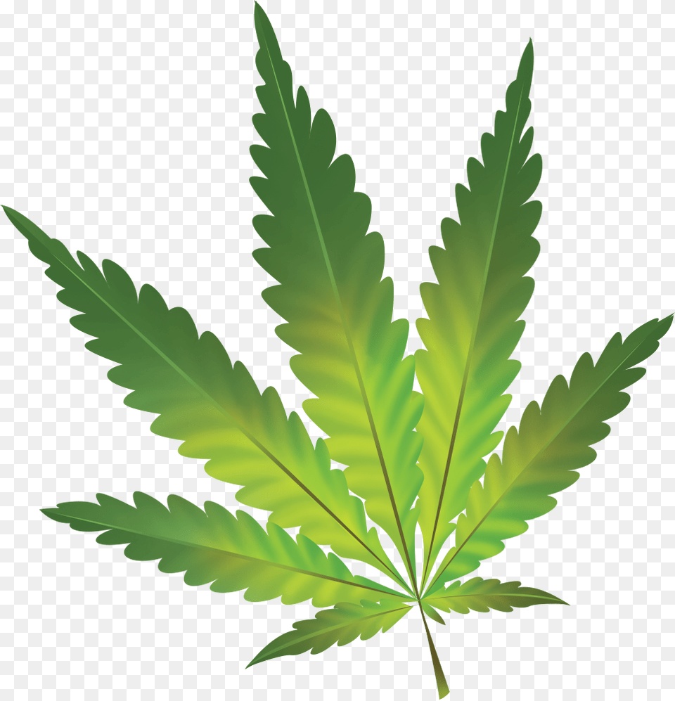 Hamp Plante Hvid Baggrund Clipart Download Cannabis Sativa, Green, Leaf, Plant, Weed Free Png
