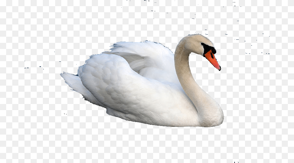 Hamsa Bird, Animal, Swan Free Png
