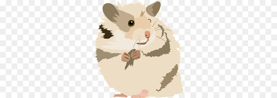 Hamster Animal, Baby, Mammal, Person Free Transparent Png