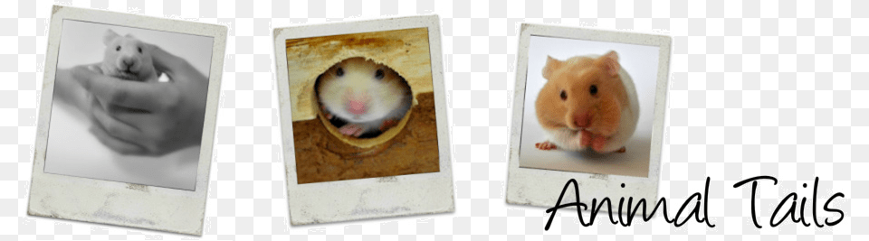 Hamster, Animal, Mammal, Rat, Rodent Png Image