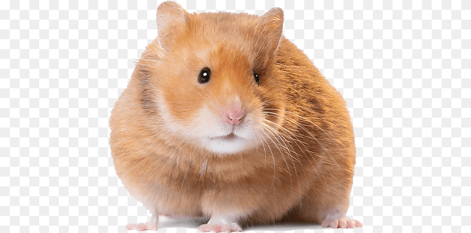 Hamster, Animal, Mammal, Rodent, Pet Png