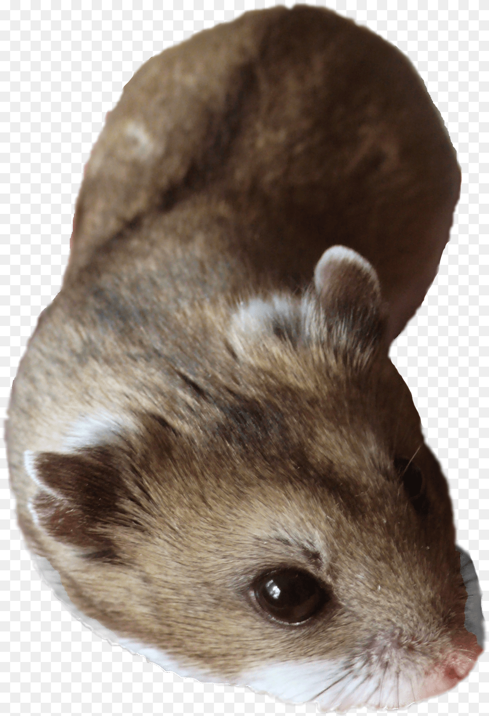 Hamster, Animal, Mammal, Rodent, Pet Free Png Download