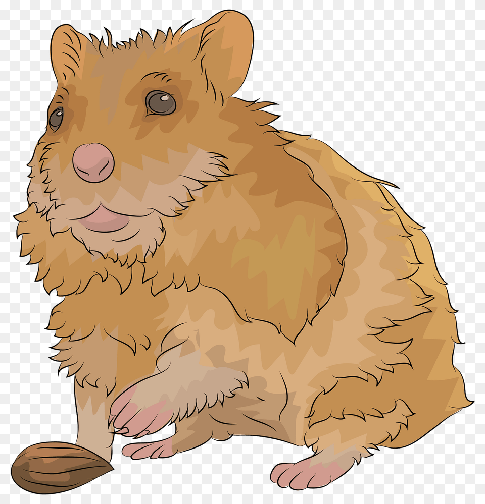 Hamster Clipart, Animal, Mammal, Baby, Person Free Png Download
