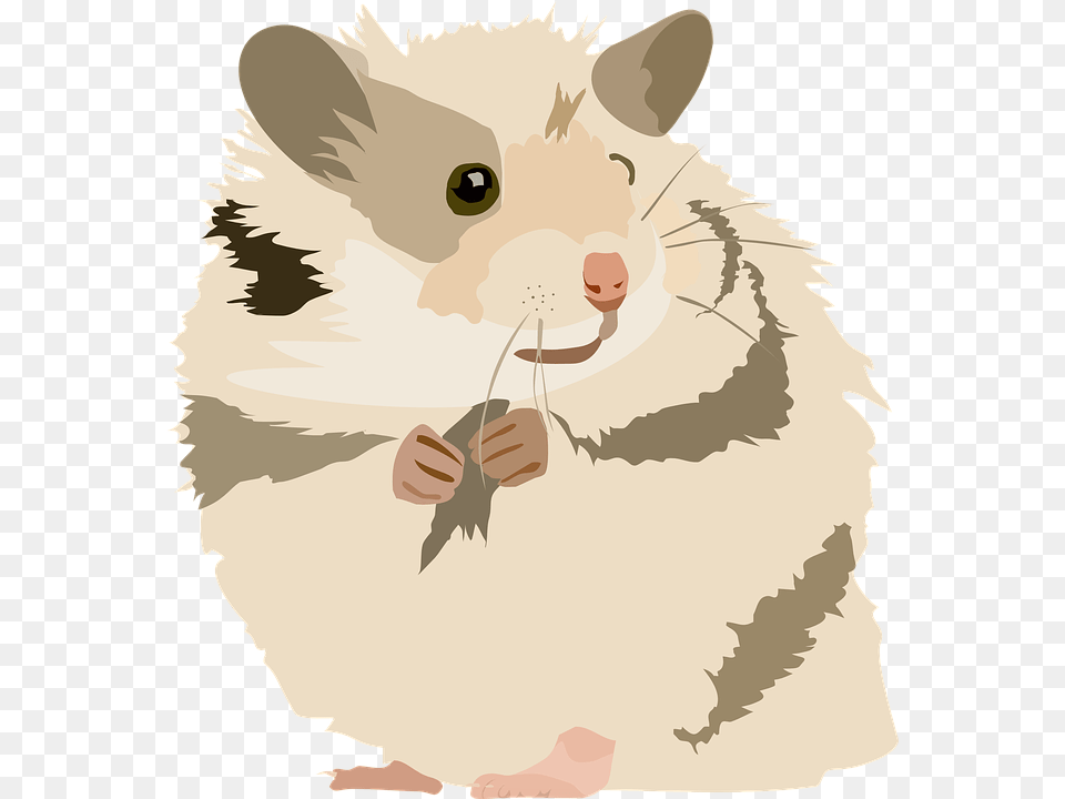 Hamster Cute Sweet Animal Pet Rodent Domestic, Mammal, Baby, Person Free Transparent Png