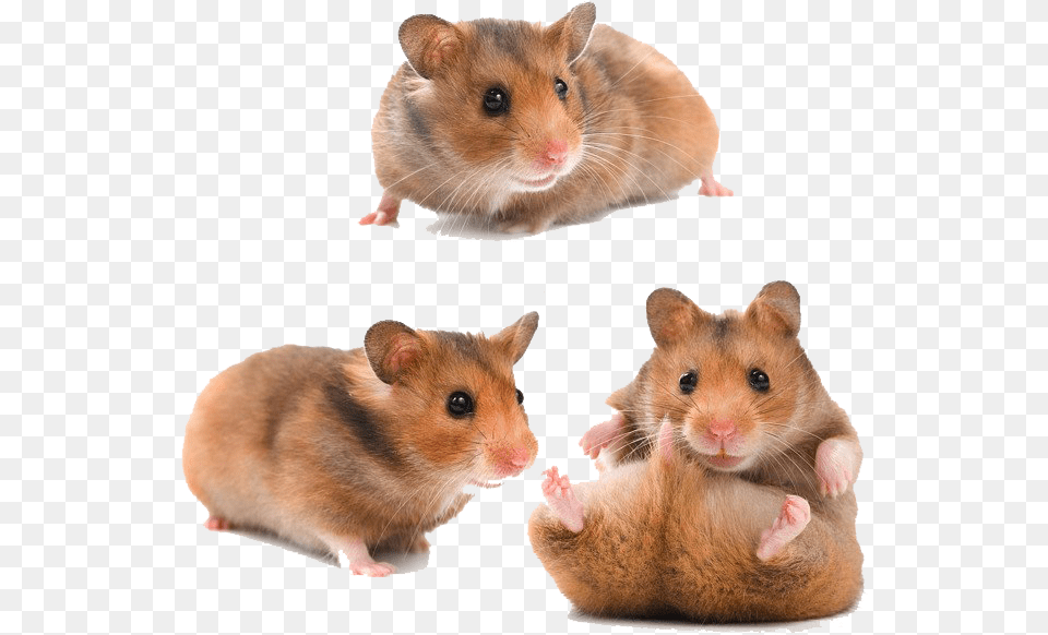 Hamster Download Animal, Mammal, Rodent, Pet Png Image