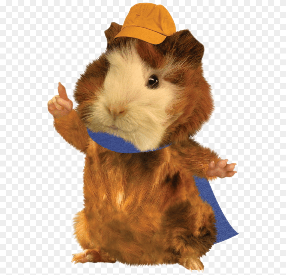 Hamster From Wonder Pets, Clothing, Hat, Animal, Bear Png