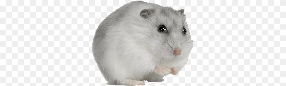 Hamster Image, Animal, Mammal, Rat, Rodent Png