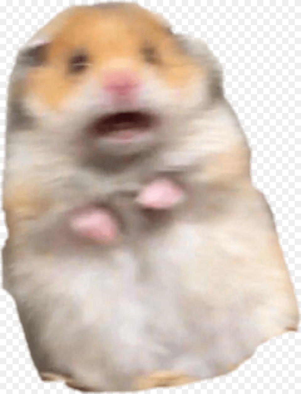 Hamster Meme Freakout Freaking Hamstermeme Hamster Meme, Animal, Baby, Mammal, Person Free Png Download