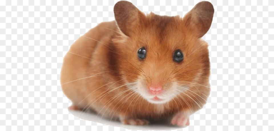 Hamster Picture Hamster Christmas Tree, Animal, Mammal, Rat, Rodent Png Image