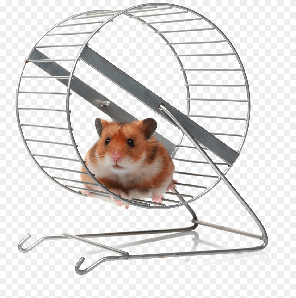 Hamster Wheel, Animal, Mammal, Rodent, Pet Png