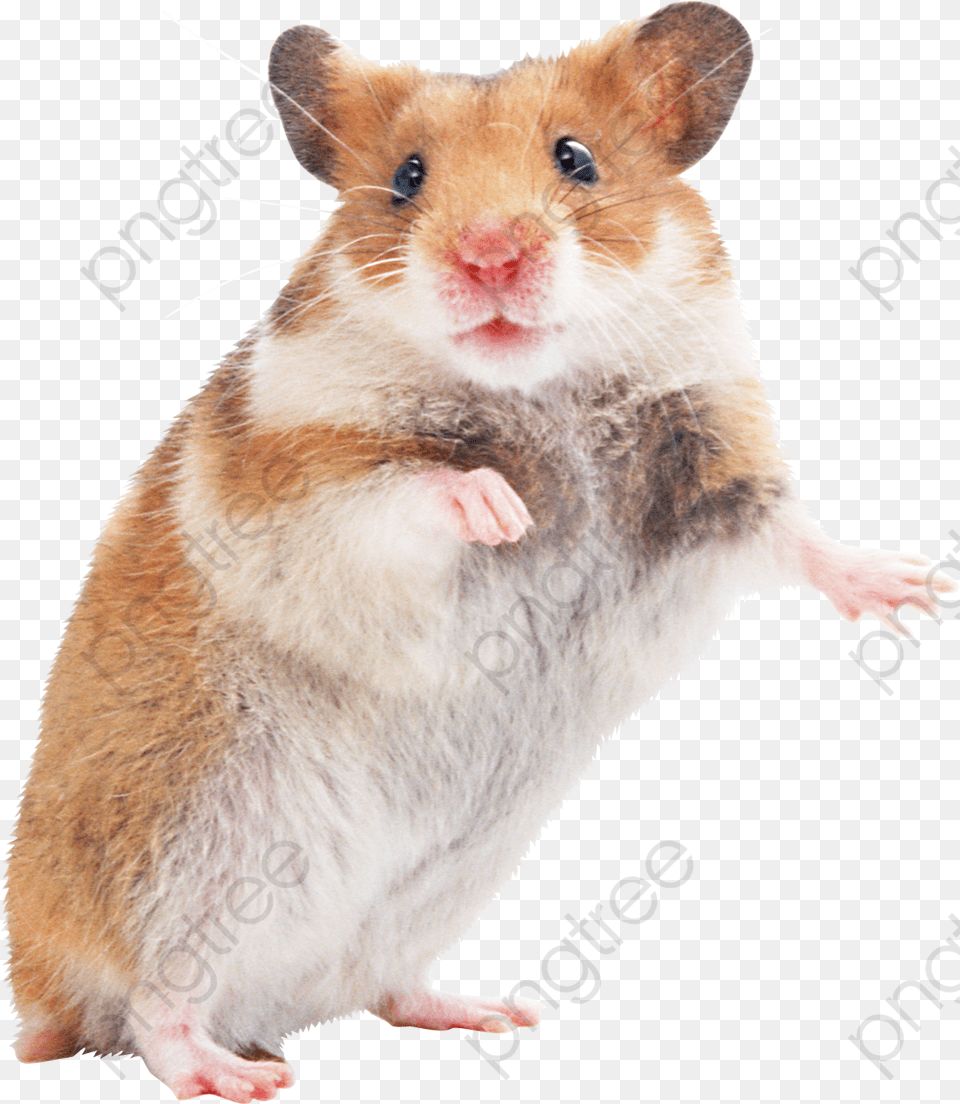Hamsters Little Mouse Hamster, Animal, Mammal, Rodent, Rat Free Png