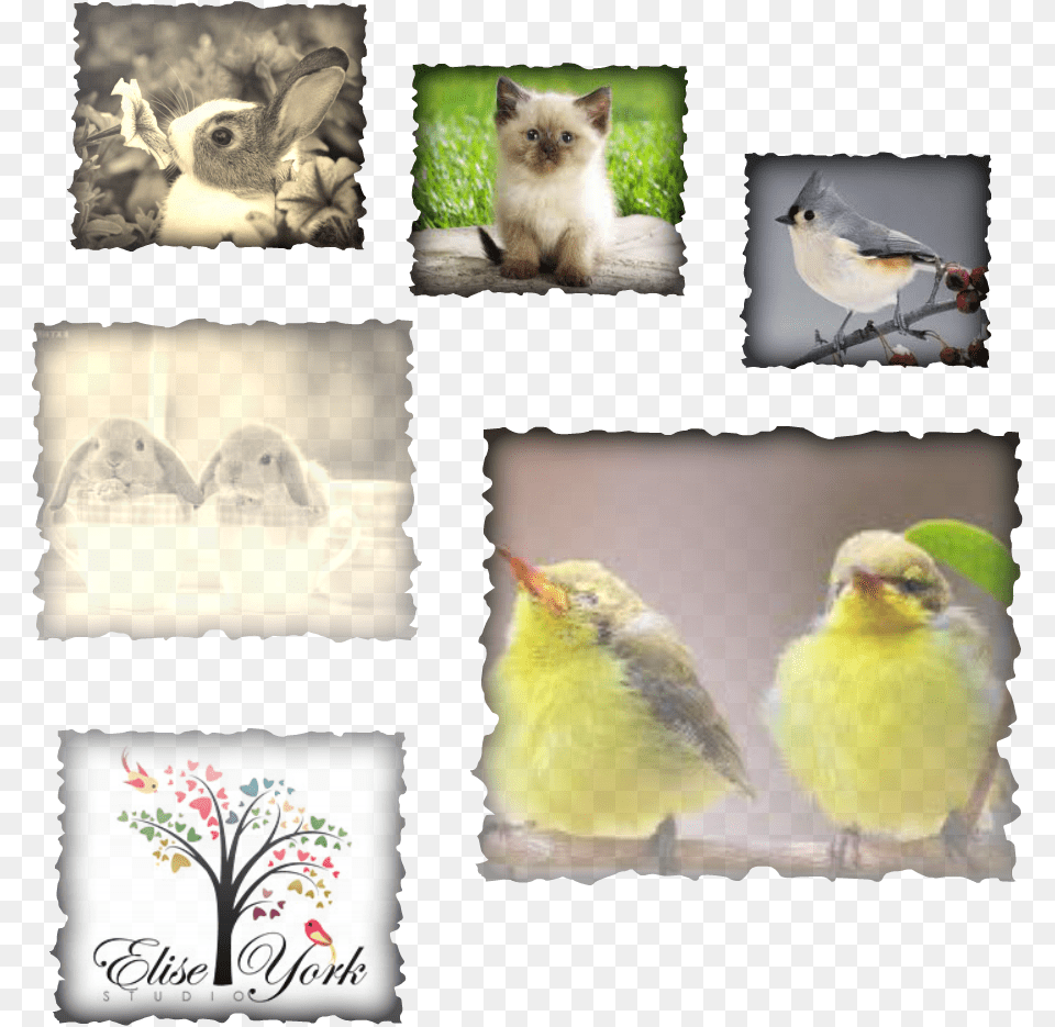 Hamtaro Funny Cats Poster Photo Print, Animal, Art, Beak, Bird Png Image