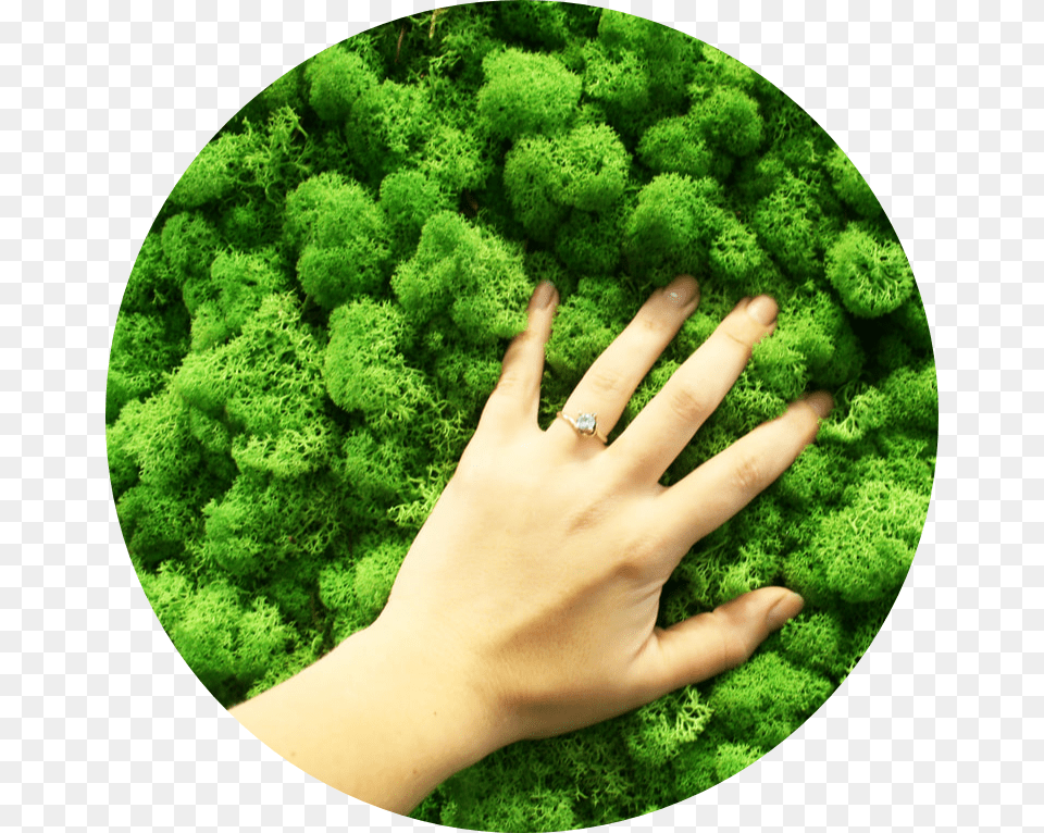 Hand, Moss, Plant, Vegetation, Person Png