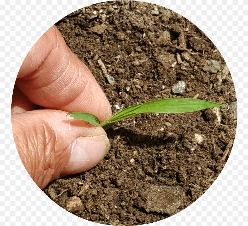 Hand, Person, Plant, Planting, Soil Free Transparent Png
