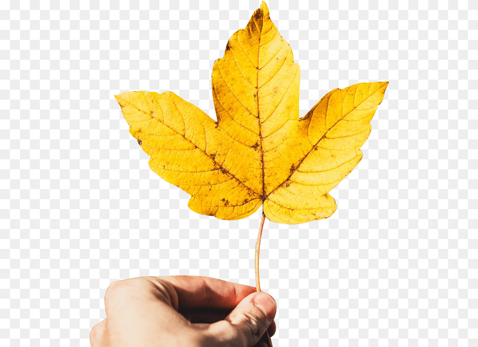 Hand Background Hand Holding Maple Leaf, Plant, Tree, Maple Leaf Free Png