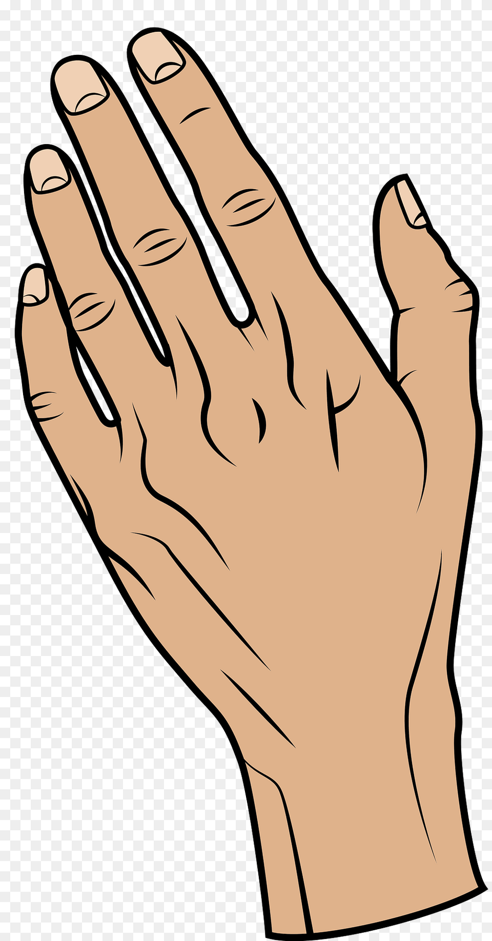 Hand Clipart, Body Part, Finger, Person, Animal Png