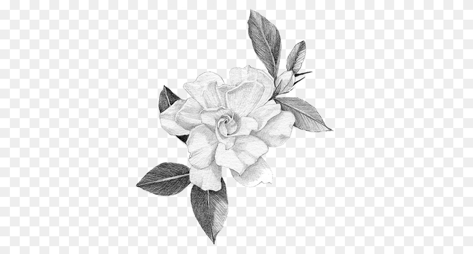 Hand Crafted Art Of The Gardenia Rosa Glauca, Drawing, Plant, Flower Free Png