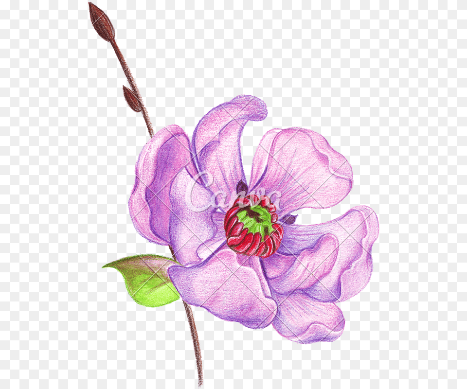 Hand Drawing Of A Realistic With Colored Pencils Dibujo Flores A Lapiz, Anther, Flower, Geranium, Petal Free Png Download