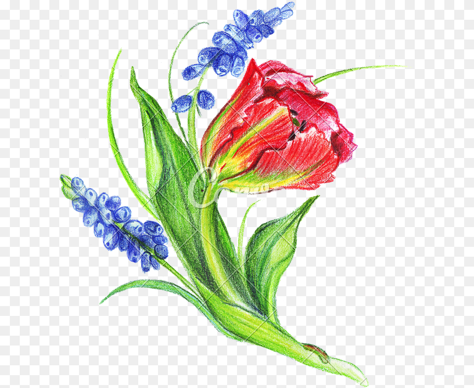 Hand Drawing Of Colored Bunches Of Flowers Illustration, Flower, Plant, Pattern, Art Free Png Download