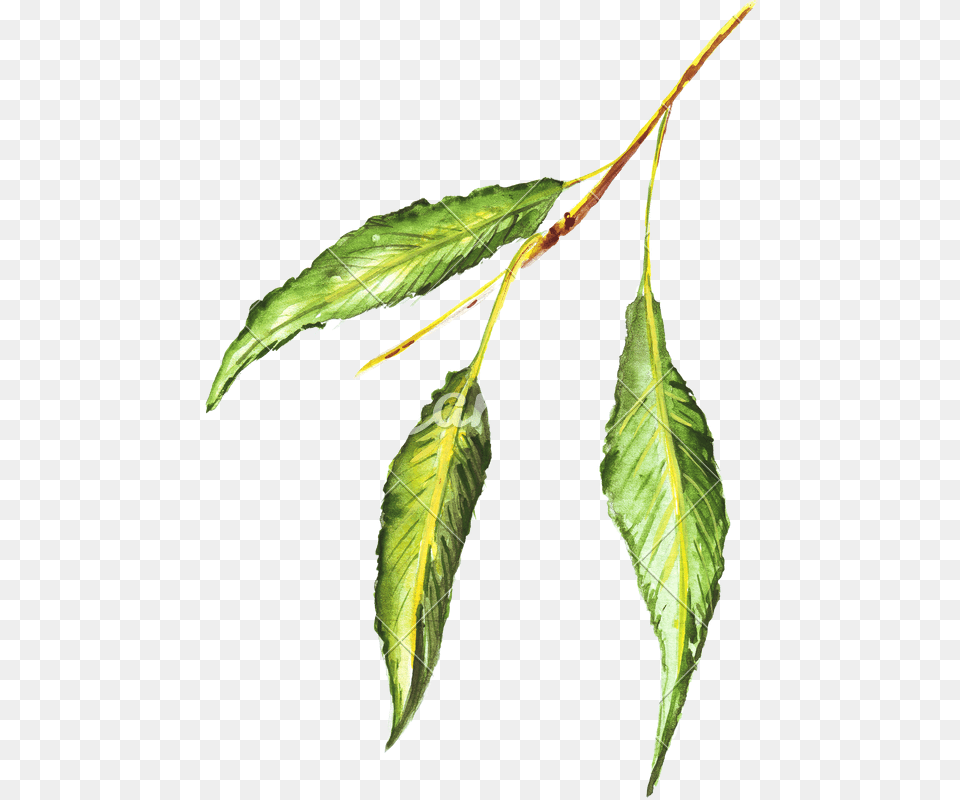 Hand Drawing Of Colored Pencils Watercolor Green Leaf, Plant, Tree, Annonaceae, Grass Free Transparent Png