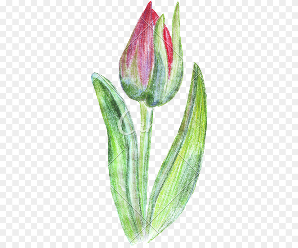 Hand Drawing Of Colored Pencils Watercolor Tulip Colored Pencil, Bud, Flower, Plant, Sprout Free Png