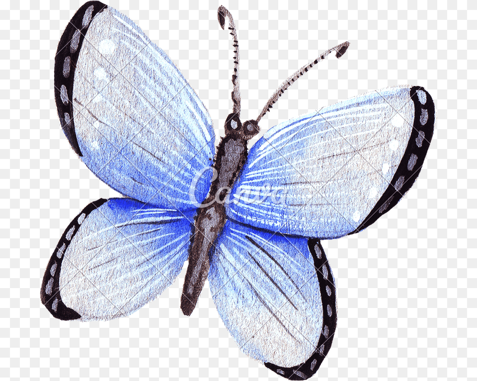 Hand Drawing Of Colorful Watercolor Butterfly, Animal, Insect, Invertebrate Free Transparent Png