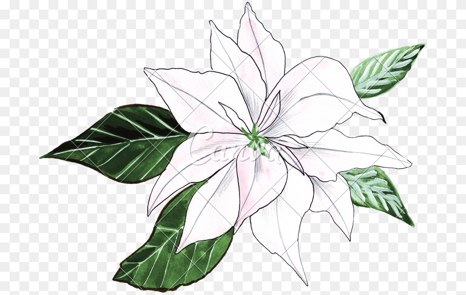 Hand Drawing Of Watercolor Lily Ornament, Leaf, Plant, Art, Flower Free Transparent Png