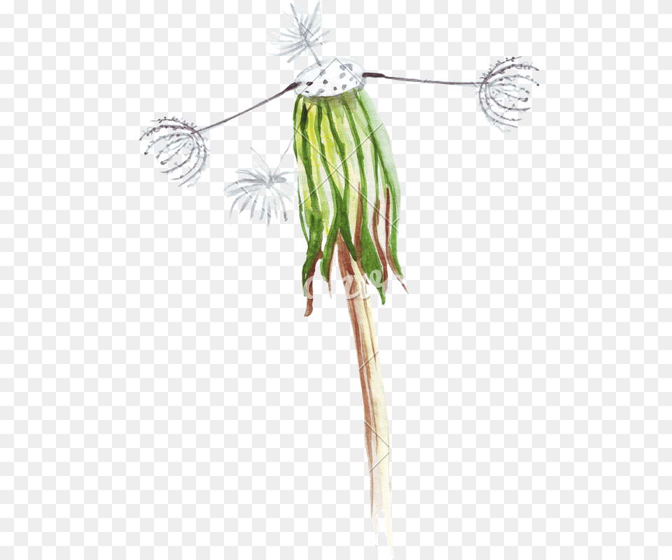 Hand Drawing Of Watercolor Pencil Wilted Dandelion Wilted Dandelion Drawing, Flower, Plant Png Image
