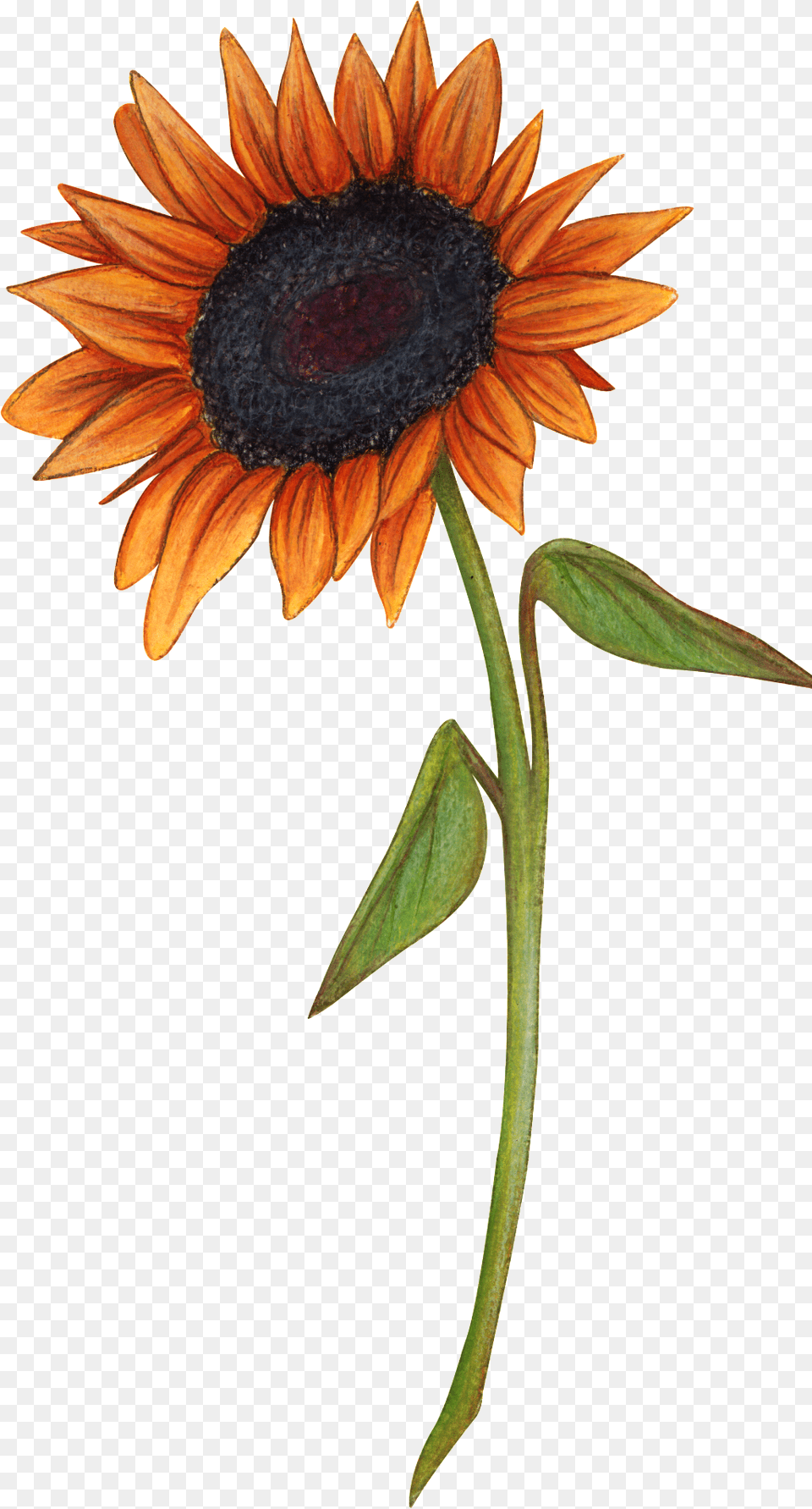 Hand Drawn A Sunflower Flower, Plant, Daisy Free Transparent Png